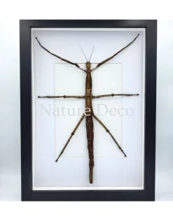Pharnacia Sumatrana (wandelende tak) in luxe 3D lijst 32 x 23,5 cm