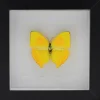Phoebis Rurina in luxe 3D lijst