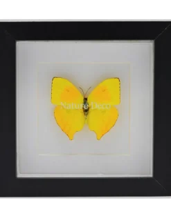 Phoebis Rurina in luxe 3D lijst