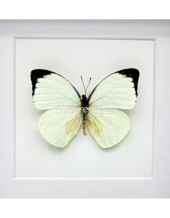 Pieris Argia in luxe 3D lijst 17 x 17 cm
