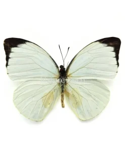 Pieris Argia in luxe 3D lijst 17 x 17 cm