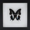Polyura Cognatus in luxe 3D lijst 17 x 17cm