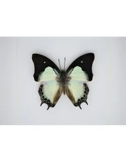 Polyura Moori in luxe 3D lijst 17 x 17cm