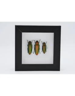 Prachtkever in luxe 3D lijst 12 x 12cm