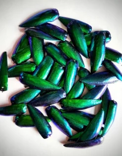 Prachtkever schildjes 100 gram (+-1000 stuks)