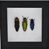 Prachtkever trio in luxe 3D lijst 12 x 12cm