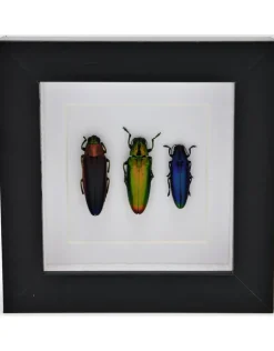 Prachtkever trio in luxe 3D lijst 12 x 12cm