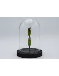 Prachtkevers in stolp 14 x 10cm