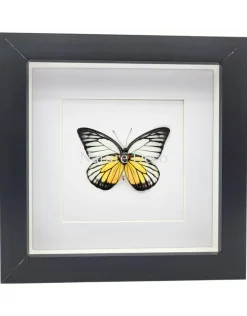 Prioneris Philonome in luxe 3D lijst 17 x 17 cm
