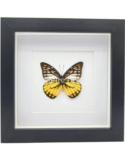 Prioneris Thestylis in luxe 3D lijst 17 x 17 cm