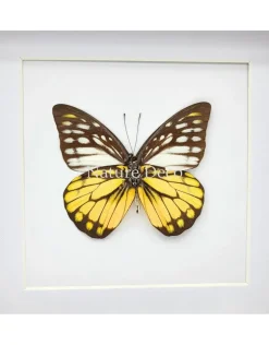 Prioneris Thestylis in luxe 3D lijst 17 x 17 cm