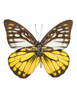 Prioneris Thestylis in luxe 3D lijst 17 x 17 cm