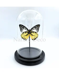 Prioneris Thestylis in stolp 11 x 16 cm