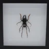 Prionocalus Cacicus in luxe 3D lijst