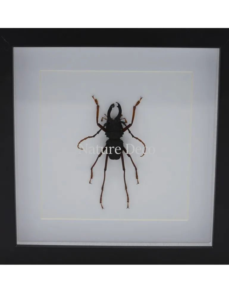 Prionocalus Cacicus in luxe 3D lijst