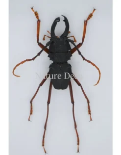 Prionocalus Cacicus in luxe 3D lijst