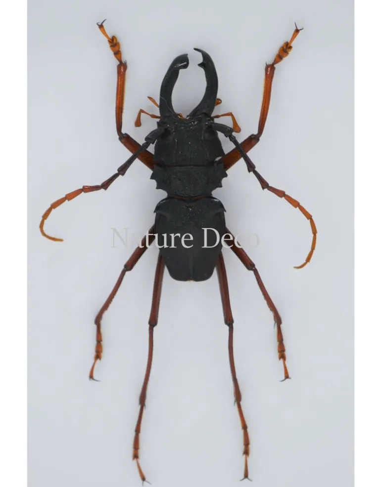 Prionocalus Cacicus in luxe 3D lijst