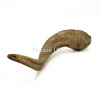 Ram hoorn 25-30 cm