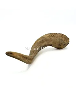 Ram hoorn 25-30 cm