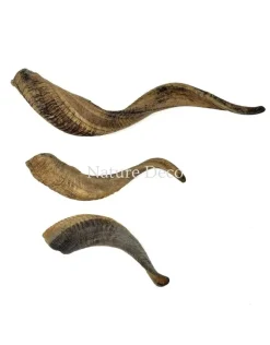 Ram hoorn 25-30 cm