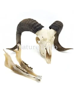 Ram schaap schedel #2