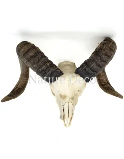Ram schaap schedel #2