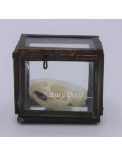 Rat Schedel in box