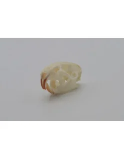 Ratten schedel