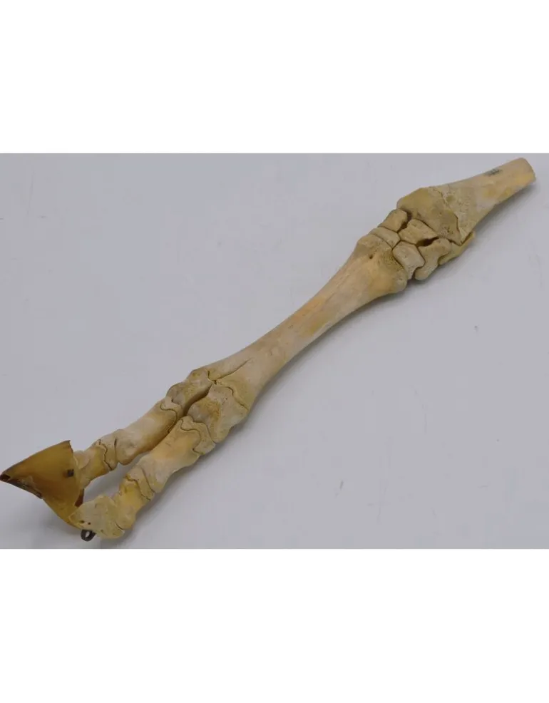 Ree poot assemblage vintage