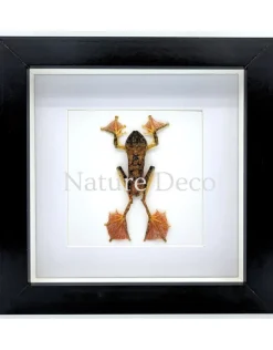 Rhacophorus Pardalis (boom kikker) in luxe 3D lijst 17 x 17 cm