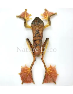 Rhacophorus Pardalis (boom kikker) in luxe 3D lijst 17 x 17 cm
