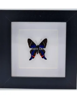 Rhetus Periander in luxe 3D lijst 12 x 12cm