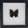 Rhinopalpa Polynice onderkant in luxe 3D lijst 17 x 17cm