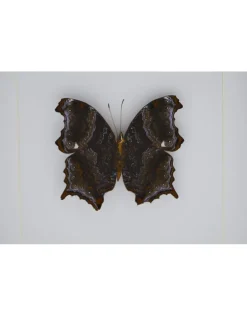 Rhinopalpa Polynice onderkant in luxe 3D lijst 17 x 17cm