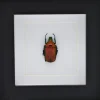 Rhomborrhina Flammea rood in luxe 3D lijst 12 x 12cm