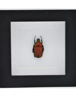 Rhomborrhina Flammea rood in luxe 3D lijst 12 x 12cm