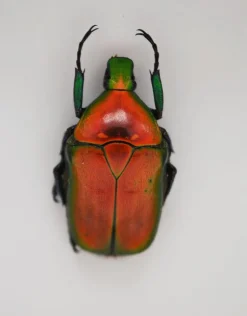 Rhomborrhina Flammea rood in luxe 3D lijst 12 x 12cm