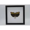 Sabelsprinkhaan in luxe 3D lijst 22 x 22cm