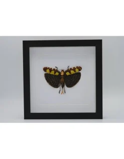 Sabelsprinkhaan in luxe 3D lijst 22 x 22cm