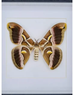Samia Ricini in luxe 3D lijst 17 x 17cm