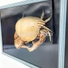 Schaamkrab (Calappa sp.) in blauwe-zwarte box 26 x 19 x 7 cm
