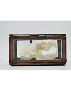 Schedel nerts in box