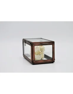 Schedel nerts in box