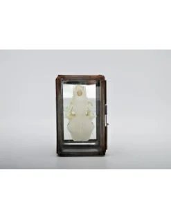 Schedel nerts in box