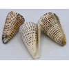 Schelp Conus Leopardus