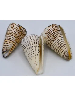 Schelp Conus Leopardus