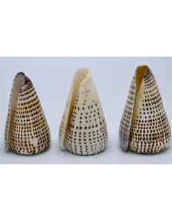 Schelp Conus Leopardus