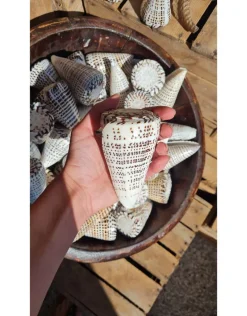Schelp Conus Leopardus