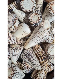 Schelp Conus Leopardus
