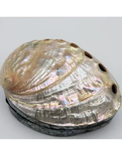Schelpendoosje Abalone